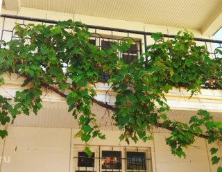 Пансионат «Лазурный берег»