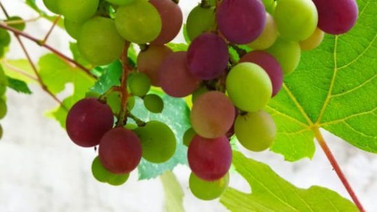 Пансионат «Лазурный берег» фото 3