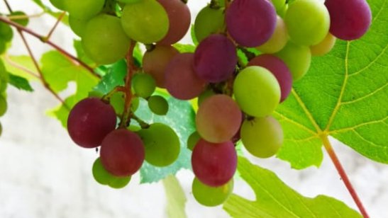 Пансионат «СуперСтар» фото 4